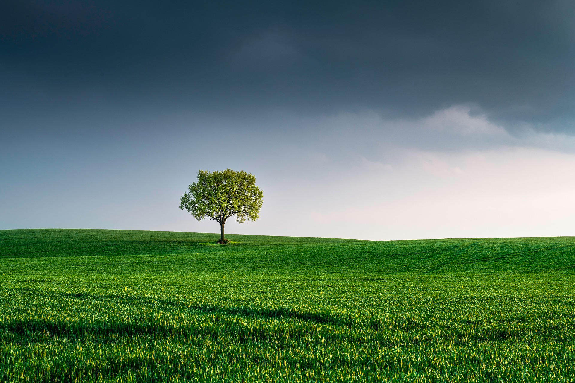 tree, field, landscape, lone tree, loneliness, green, grass, meadow, nature, environment, horizon, sky, clouds, scenic, earth day, environment, environment, environment, environment, environment, earth day, earth day